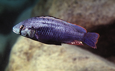 Astatotilapia sp. 'calliptera chizumulu' Chizumulu Island